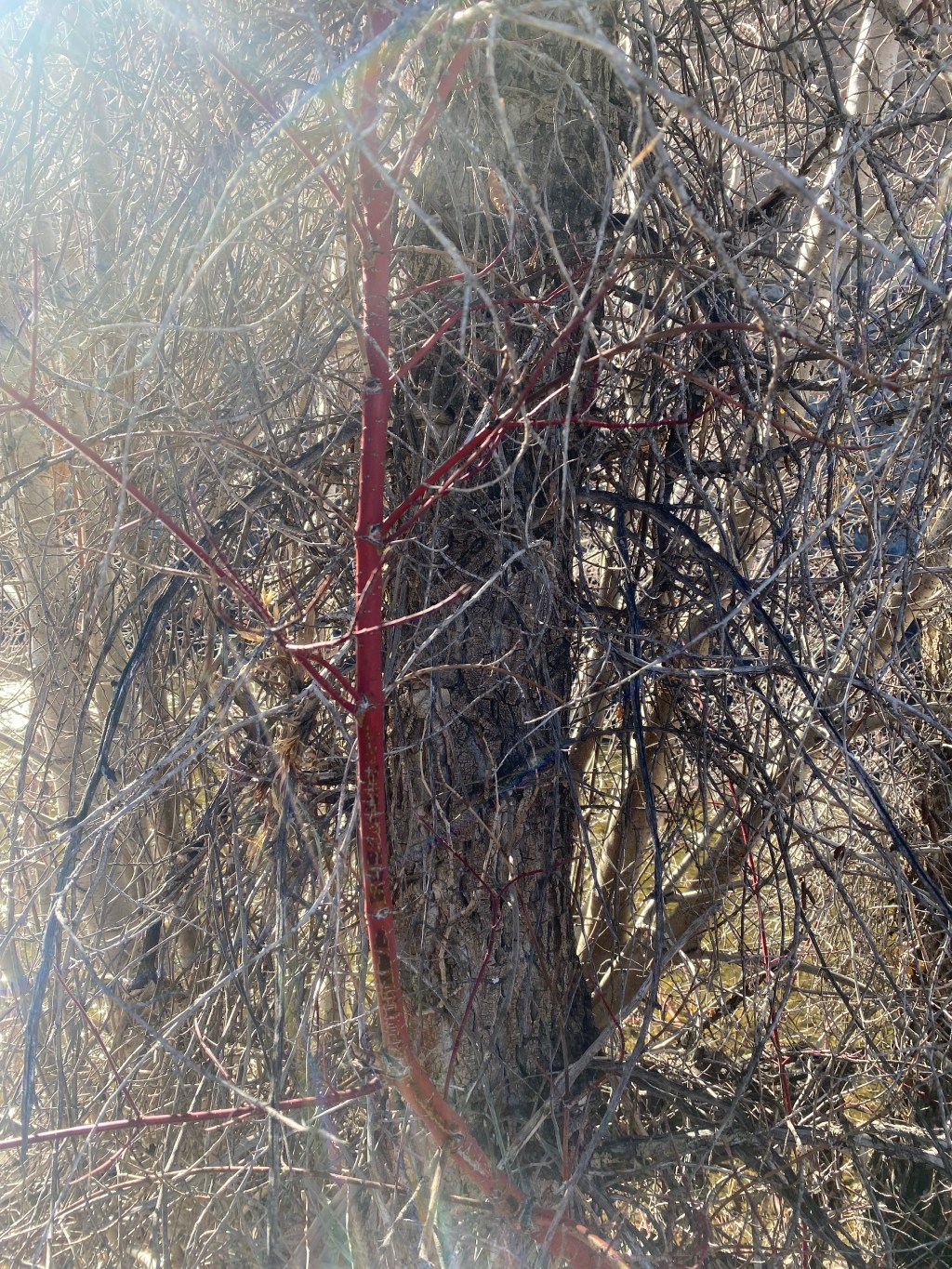 planting as a grounding ritual